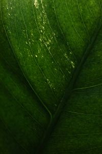 Kaboompics - Leaf Macro Detail Backlit Texture Deep Green Background