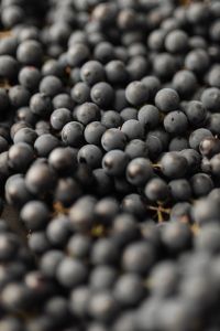 Kaboompics - Dark Grape Close-Up With Soft Focus