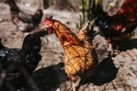 Kaboompics - Speckled Brown Hen and Black Chicken in Farmyard Close-Up