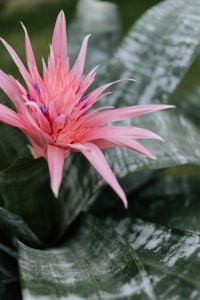 Kaboompics - Flowering pot plant Aechmea