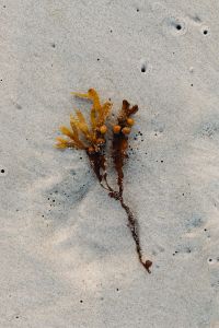 Kaboompics - Dried Seaweed Washed Up on Fine Beach Sand, Minimal Coastal Background