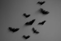 Kaboompics - Dark Bat Flock Against a Gray Background