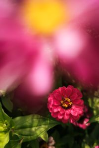 Kaboompics - Pink Flower with a Dark Red Blossom