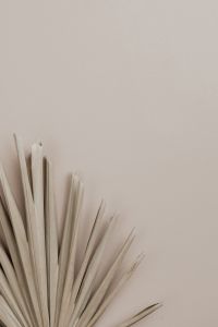 Kaboompics - Minimal Beige Background with Palm Leaf Entering from Lower Left