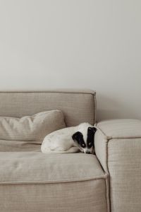Kaboompics - Black and White Dog Relaxing on a Couch in a Bright Living Room