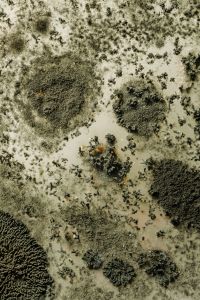 Kaboompics - Overhead Petri Dish with Fuzzy Mold Patches