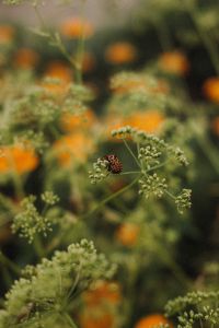 Kaboompics - Orange Garden Flowers with Fine Green Foliage