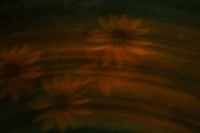 Kaboompics - Black and Orange Flowers with Motion Blur
