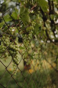 Kaboompics - Vineyard Dreams: The Beauty of Green Grapes