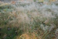 Kaboompics - Dewy Meadow Grass in Soft Morning Light in Early Autumn