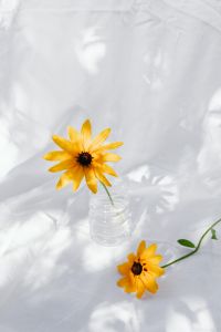 Kaboompics - Vertical Overhead View of Yellow Flowers on White Textile
