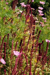 Kaboompics - Burgundy Amaranth and Pink Cosmos Flowers
