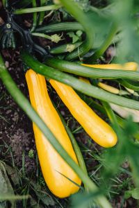 Kaboompics - Close-Up of Yellow Summer Squash Surrounded by Green Vines