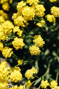 Kaboompics - Close-Up Yellow Wildflowers with Shallow Depth of Field, Summer Floral Texture