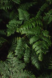 Kaboompics - Vertical Forest Fern Fronds in Natural Shade, Dark Botanical Background