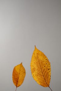 Kaboompics - Minimal Golden Leaves Set Low Against Gray Copy Space