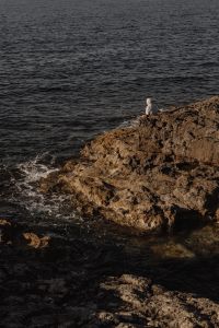 Kaboompics - Seagull Standing on a Rocky Coastal Point