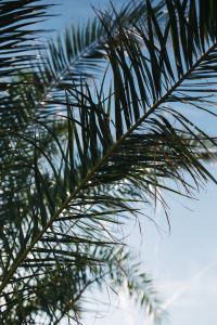 Kaboompics - Green palm tree