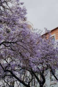Kaboompics - Purple Jacaranda trees. At Avenida Dom Carlos I, Lisbon, Portugal