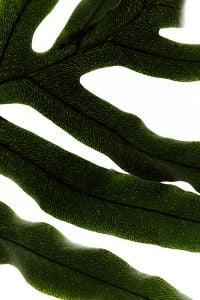 Kaboompics - Leaf Abstract Backlit Botanical Pattern Texture
