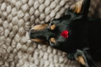 Kaboompics - A dog with heart on head