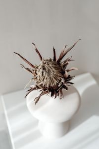 Kaboompics - Dried Protea Flower in a Sculptural White Vase