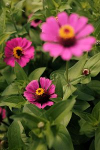 Kaboompics - Pink and Magenta Zinnia Flowers