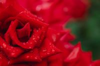 Kaboompics - Red Rose Macro with Raindrops and Soft Focus Background