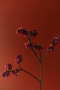 Kaboompics - Burgundy Small Flowers on Stems Against Orange Background