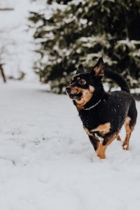 Kaboompics - Black-and-Tan Dog Looking Up in Snowfall, Vertical Winter Pet Portrait