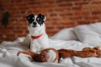 Kaboompics - Small Black and White Puppy Sitting Upright on White Bedding, Red Collar and Brick Wall