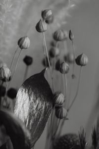 Kaboompics - Monochrome Dried Flax Seed Pods With Metallic Leaf