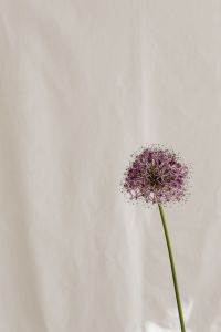 Kaboompics - Minimal Bloom Composition with Neutral Fabric Texture