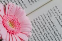 Kaboompics - Side View of Pink Gerbera on an Open Book