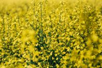 Kaboompics - Blooming Canola Plants in Soft Focus