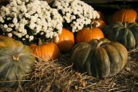 Kaboompics - Green and Orange Pumpkins on Straw with White Chrysanthemums