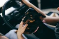 Kaboompics - Woman in the car with her dog