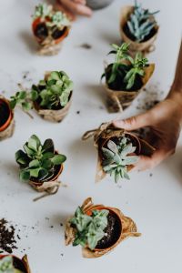 Kaboompics - Hands Repotting Succulents in Burlap-Wrapped Pots on a White Table