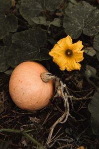 Kaboompics - Orange Pumpkin with a Yellow Blossom in the Garden