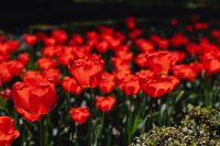 Kaboompics - Red Tulip Petal Texture for Floral Backgrounds