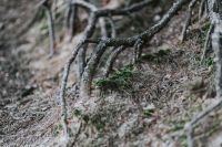 Kaboompics - Exposed Tree Roots Receding Through Leaf Litter