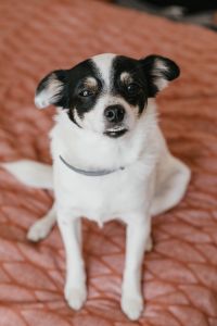 Kaboompics - Small Black-and-White Dog Looking Up in a Tight Portrait, Pet Adoption Social Content