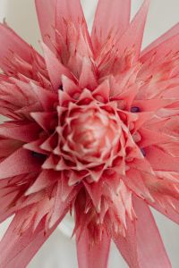 Kaboompics - Aechmea Fasciata Pink Flower Detail