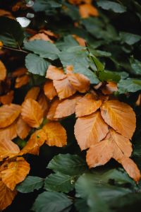 Kaboompics - Mixed Green and Rust-Colored Leaves in Woodland Focus