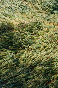 Kaboompics - Field of grain