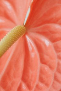 Kaboompics - Macro Close-Up of Coral Anthurium Spadix and Pink Spathe, Tropical Flower Photography