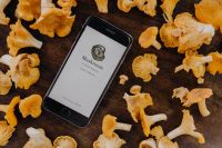 Kaboompics - Smartphone And Chanterelle Mushrooms On Dark Wood