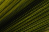 Kaboompics - Dark Green Palm Leaf Veins in Diagonal Sunlight, Tropical Botanical Texture Background for Nature and Design