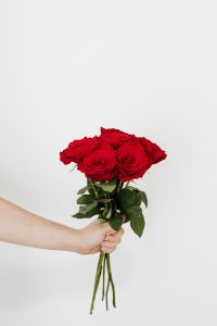 Red Rose Bouquets and Minimal Floral Compositions on White