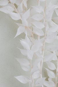 Kaboompics - White Bleached Leaves on a Pale Speckled Surface, Minimal Botanical Background
